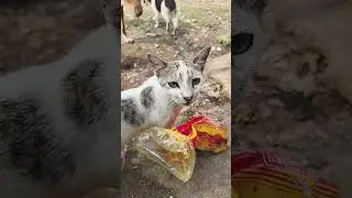 cat 😺 ka new video #trending #love #viral #youtube #shorts