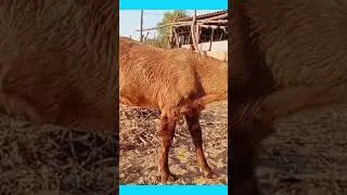 Aajmeri 🐐 Goat