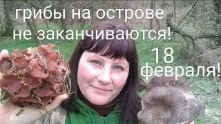 Сбор грибов в феврале! Грибы на острове не заканчиваются!