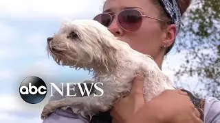 Video captures rescue of little dog floating on couch amid floodwaters