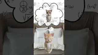 Insomnia Explained By Cats
