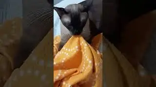 Mist&eacute;rio Revelado: Por Que os Gatos Amassam P&atilde;ozinho? #gatos