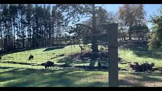 Hamilton Zoo, Hamilton, New Zealand.