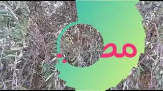 اهم اصناف الزيتون وتصنيفها م. خلدون الغزالي