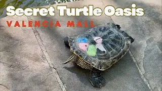 Secret Turtle & Koi Fish Oasis | Valencia Town Center Mall | Southern California Relaxation