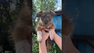 #щенок #dog #animals #puppy #собака #малыш подобрали  щенка на дороге,пока не знаем что с ней делать