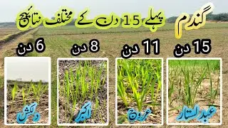 Wheat seed germination | Wheat cultivation in Pakistan | Dilkash,Arooj,Akbar Seed | Crop Reformer