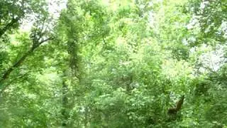 Magicicada tredecassini calls