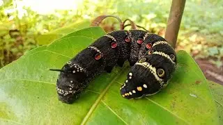Hawk Moth caterpillar - Hyles gallii - BugGuide.Net