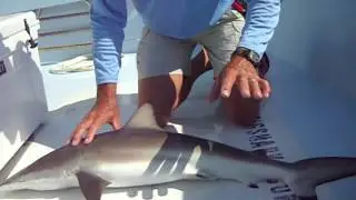Spinner Shark Idenification
