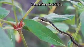 Common Bronzeback Snake.(Dendrelaphis tristis)#Bardia National Park #bardianationalpark