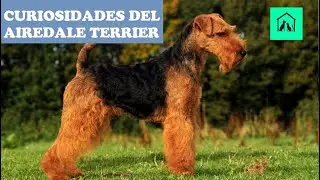 CURIOSIDADES DEL AIREDALE TERRIER