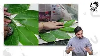 Herbarium sheet Preparation