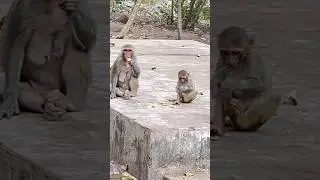 Adorable Baby Monkey&rsquo;s Morning Routine 🐒#shorts #monkey