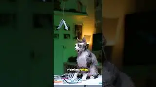 В игре Cat Hack физика против меха
