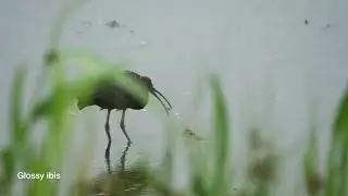 Birds of Wilderness (Part 2) | SANParks Rondevlei Bird Hide | South Africa | January 2026