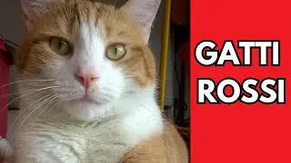7 curiosità che NON SAPEVI sui gatti rossi.