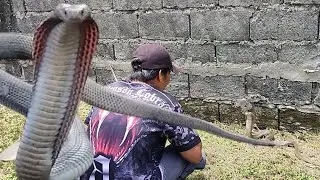 Cobrang kina katakutan ni nanay huli Kay venson cobra