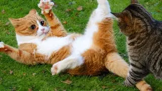 Try Not To Laugh - Funny Dog And Cat Video | Goofy Pets
