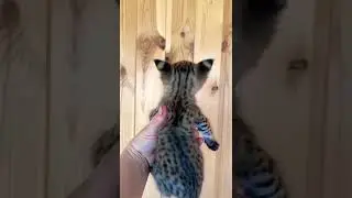 нереальная саванна ф1 , египетская богиня #set #music #cat #exotic #savannah