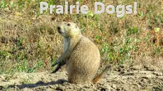 Interesting and Fun Facts About Prairie Dogs