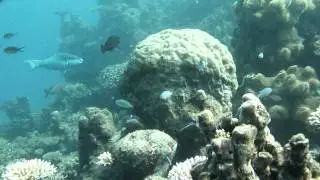 20111220 Dive 002 Video 004 Lots of fish