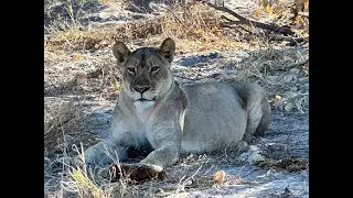 Abenteuer Namibia - unterwegs im Nkasa Ruparu National Park