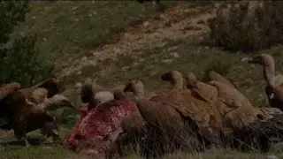 VACA AHORA SOS CARROÑERA