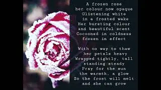 Frozen Rose #poetry #loveyourself #newyear #january #healing #growth 