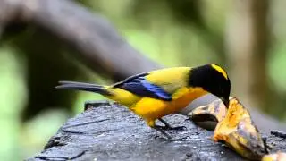 Black-chinned Mountain Tanager, Anisognathus notabilis