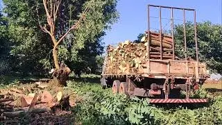 🌫️ Neblina, Caminh&atilde;o Leve e Lenha de Abacate &ndash; Um Dia Maravilhoso na Lida! 🍃🚚🔥