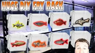 Huge DIY Fry Grow Out Rack