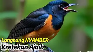 Pancingan Murai Batu Gacor Pagi Siang Malam, Agar Cepat Nyamber