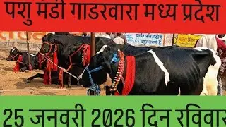 25 जनवरी 2026 🐂 live#Pashu Mandi gadrwara#YouTube#Harishankar 07
