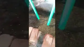 monosexual tilapia fish