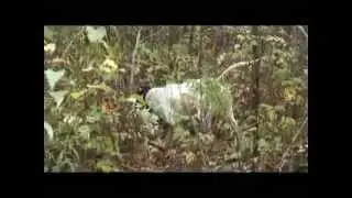Leen's Lodge | American Gun Dog | Grand Lake Stream, Maine
