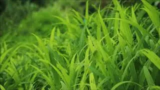 (background video) daun rumput yang tertiup angin.