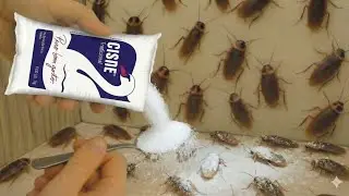 N&Atilde;O IMPORTA A INFESTA&Ccedil;&Atilde;O DE BARATA/RATO que voc&ecirc; tem - Sal faz sumir pra sempre