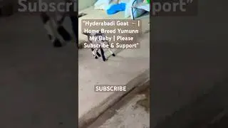 Hyderabadi Goat 🐐 | Home Breed Yumunn My Baby | Please Subscribe & Support#goat #viral #pets