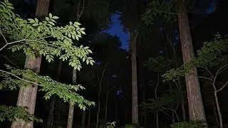 🔴 LIVE 🍃 Natural Forest Ambience for Deep Relaxation, Sleep Music, Inner Peace, & Better Sleep