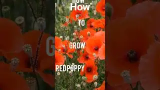 The second bloom-RED POPPY|winter flowers series (30+varities)|Episode-2| #gogreenlife #winterflower