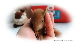 Little squirrel Barsik - 