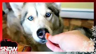 WILL SHELBY EAT IT | Fruitcake for Dogs