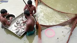 Amazing Cast Net Fishing Skill Catch Tons Of Big Fish - Fastest Traditional Net Fishing in The River