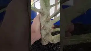 An Outdoor/Indoor Cannabis Tour, August 28th, end of the month update.