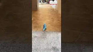 Pug gets a new toy!❤️