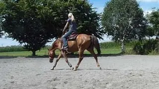 Korrekturtraining Zügellahmheit - Isabell Marr Westerntraining