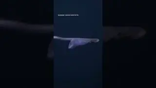 Could This Bizarre Deep Sea Creature Be of Alien Origin?
