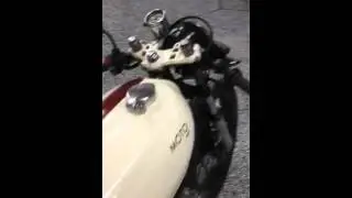 MOTO PGH cb550 blanco