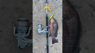 Red snapper fish | ￼Backwaters Fishing | Hardlure Fishing | predator fish catching. #fishing #vlog ￼